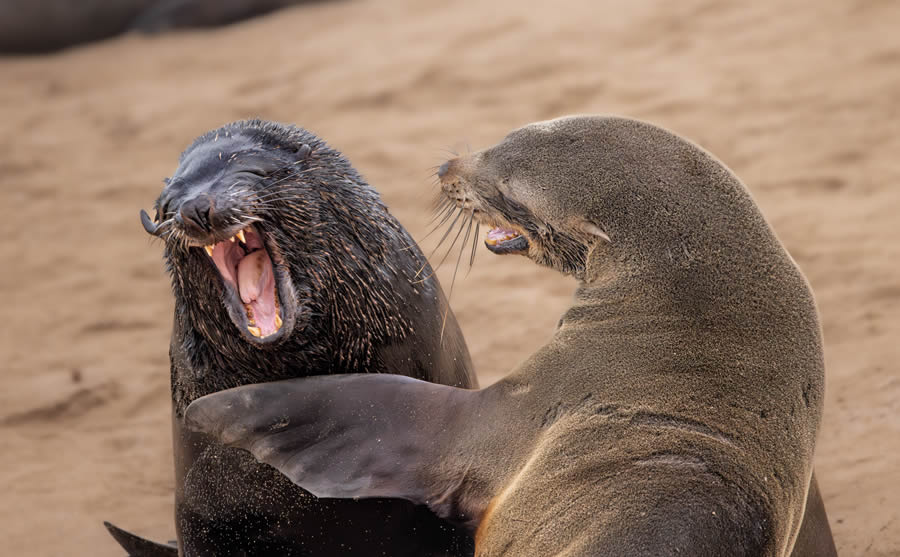 Finalists Comedy Wildlife Photography Awards 2024