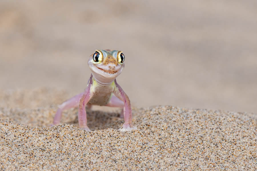 Finalists Comedy Wildlife Photography Awards 2024