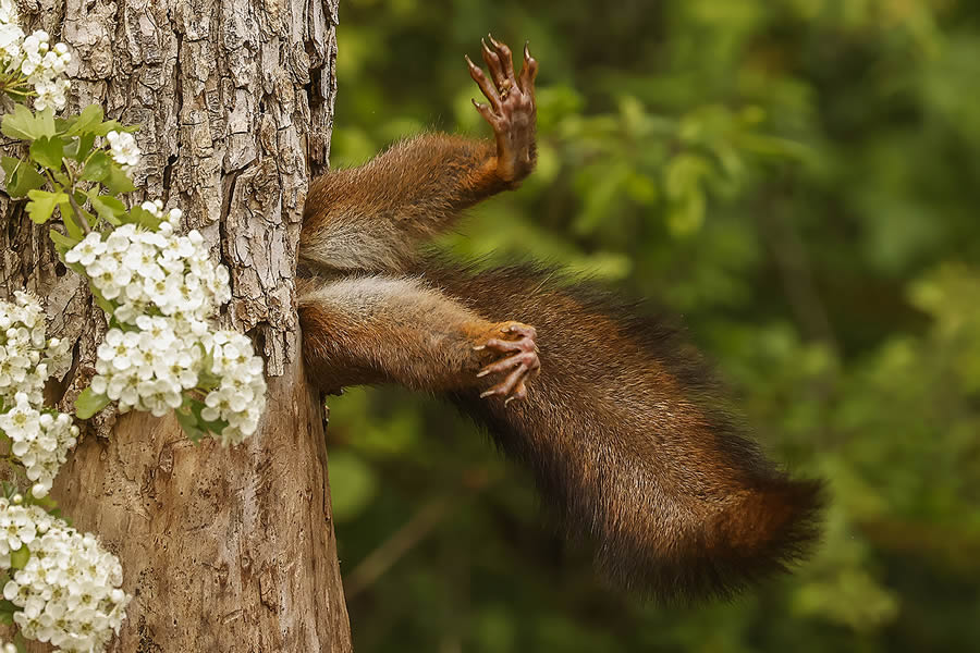 Finalists Comedy Wildlife Photography Awards 2024