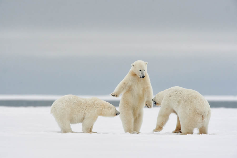 Finalists Comedy Wildlife Photography Awards 2024