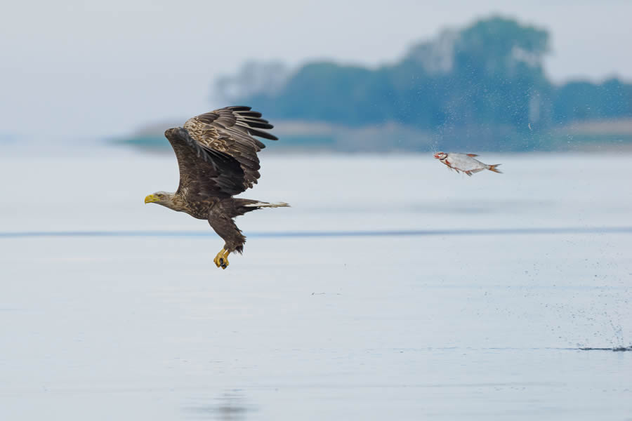 Finalists Comedy Wildlife Photography Awards 2024