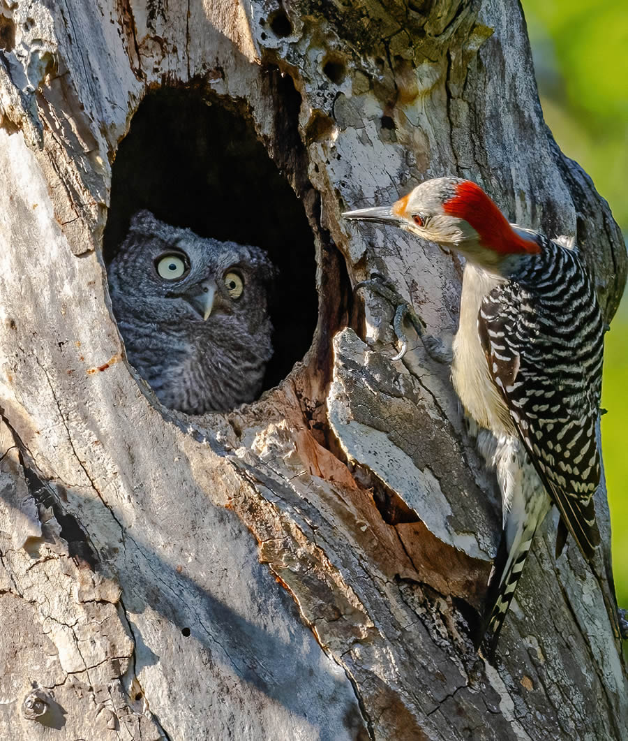 Finalists Comedy Wildlife Photography Awards 2024