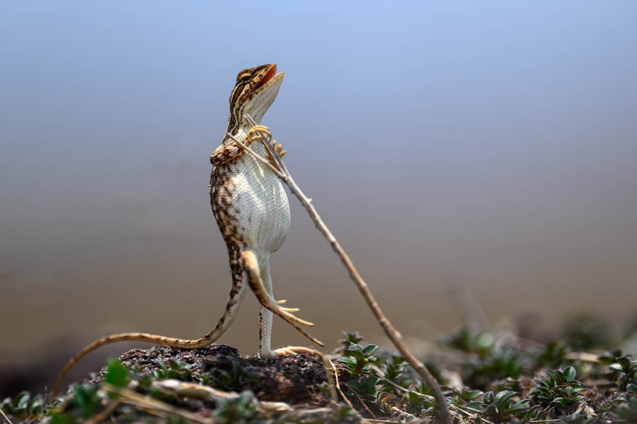 Finalists Comedy Wildlife Photography Awards 2024