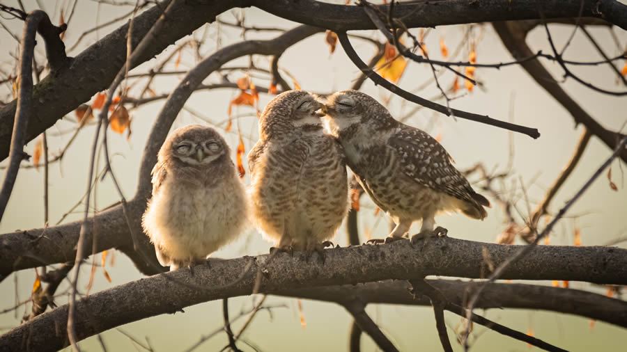 Finalists Comedy Wildlife Photography Awards 2024