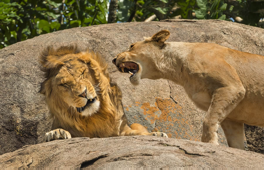 Finalists Comedy Wildlife Photography Awards 2024