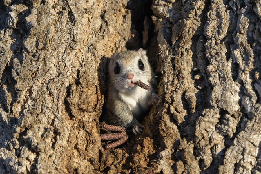 Finalists Comedy Wildlife Photography Awards 2024