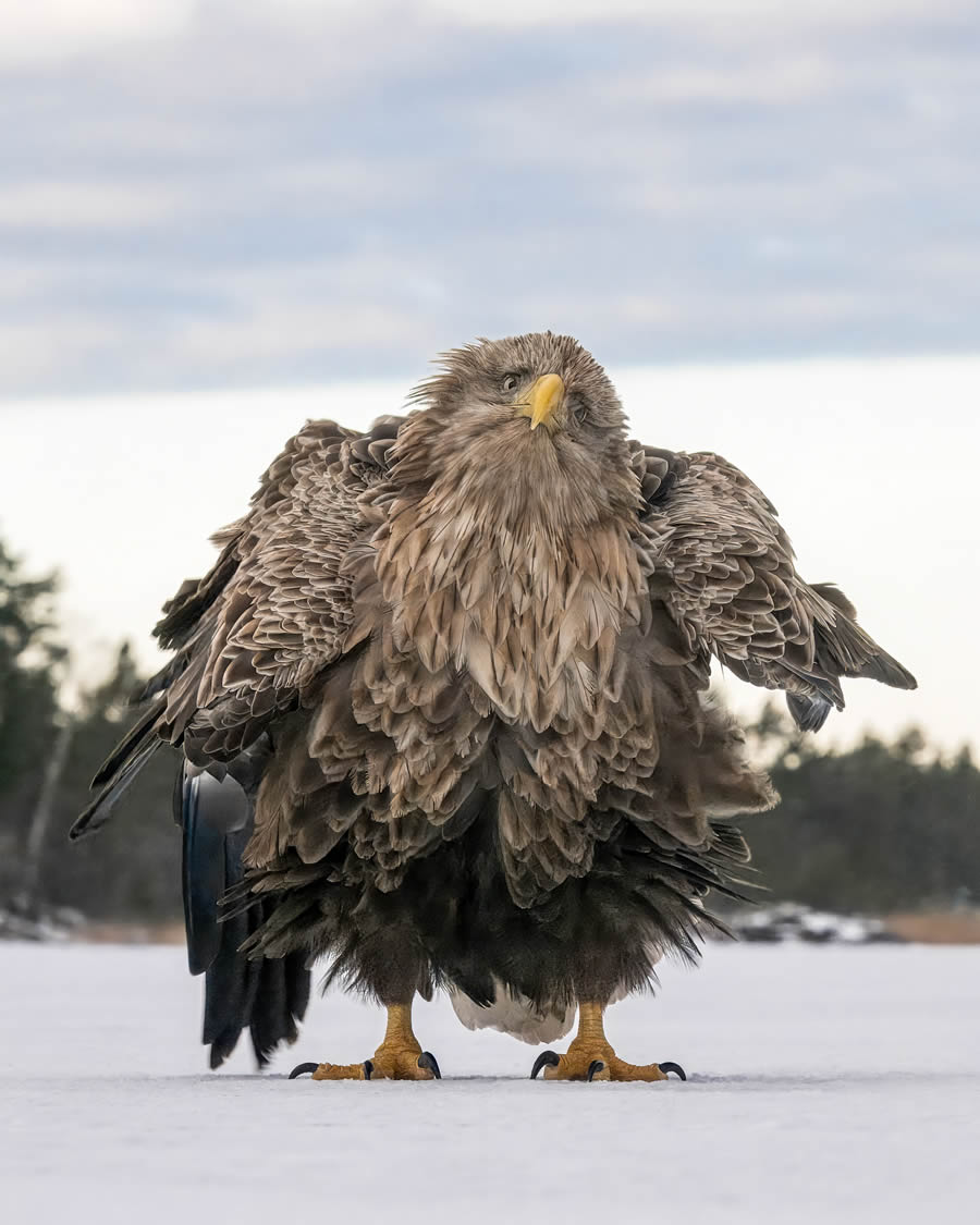 Finalists Comedy Wildlife Photography Awards 2024