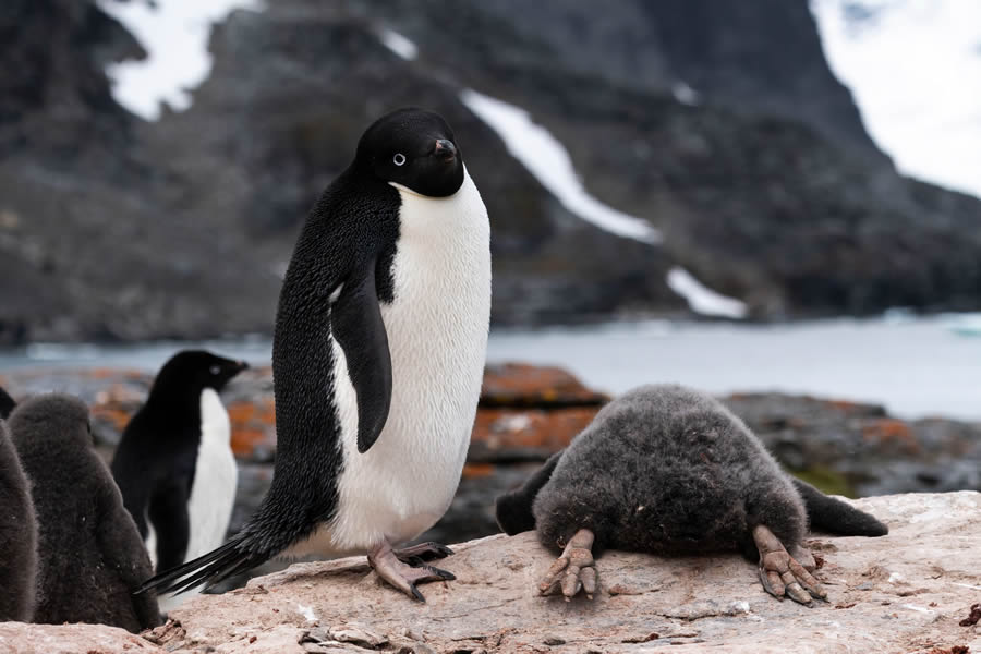 Finalists Comedy Wildlife Photography Awards 2024