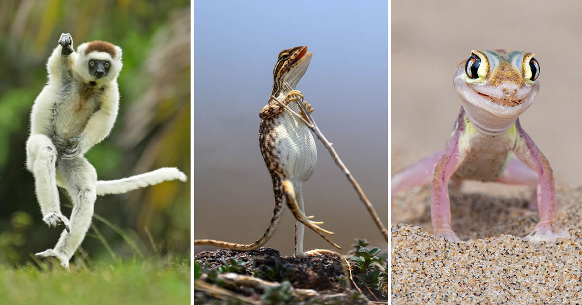 Top 40 Hilarious Finalists of the 2024 Nikon Comedy Wildlife Photography Awards