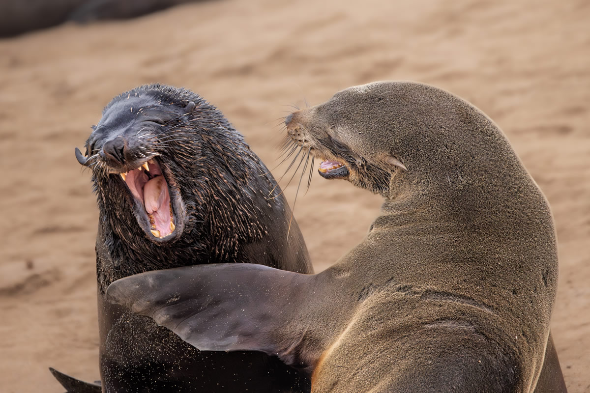 Finalists Comedy Wildlife Photography Awards 2024