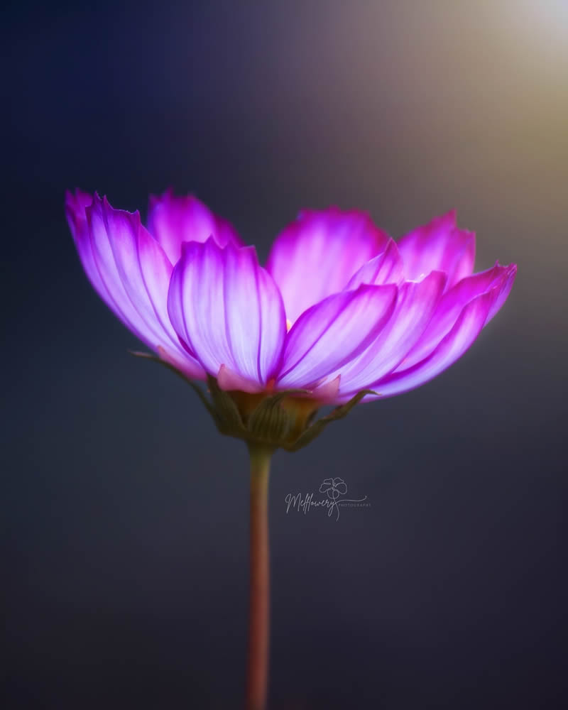 Blossoms In Focus: Enchanting Macro Photos Of Flowers By Mel