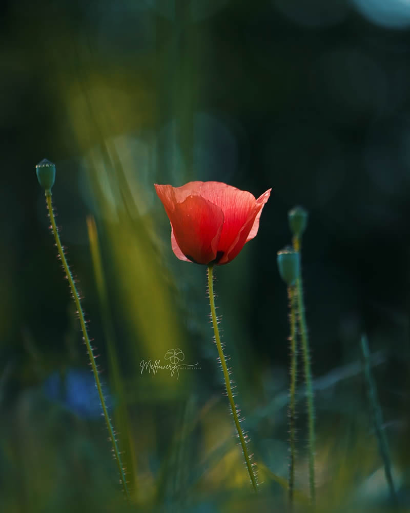 Enchanting Flower Photos to Inspire Nature Enthusiasts