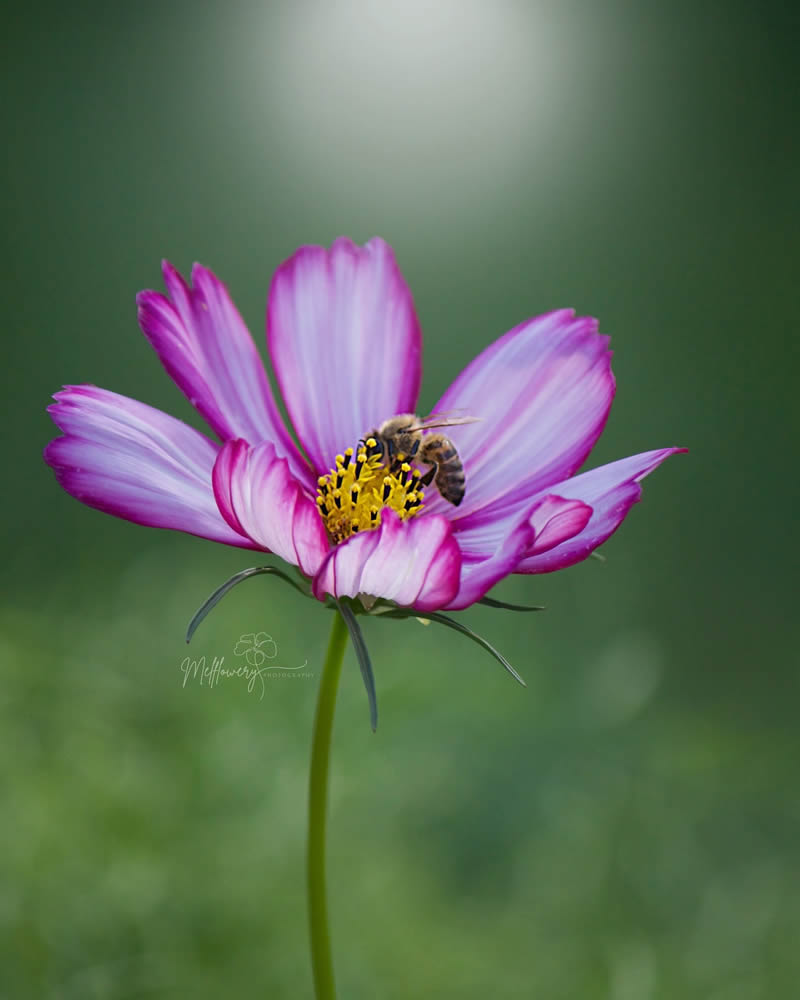 Enchanting Macro Photos Of Flowers By Mel