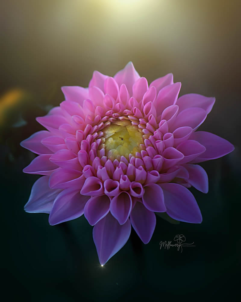 Enchanting Macro Photos Of Flowers By Mel