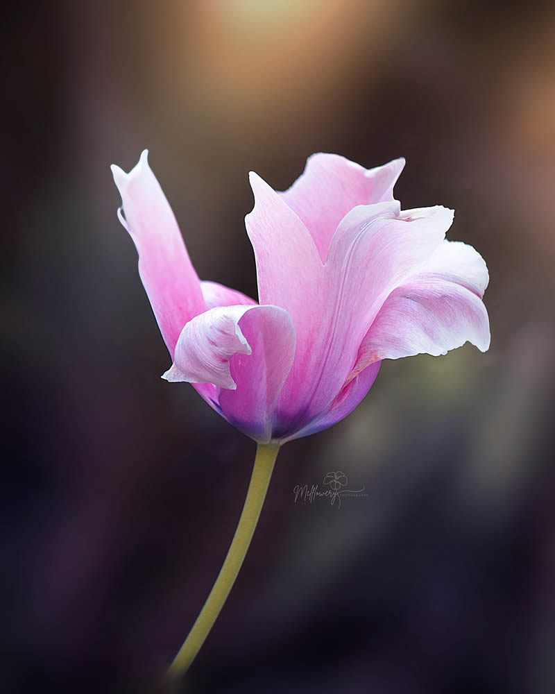 Enchanting Macro Photos Of Flowers By Mel