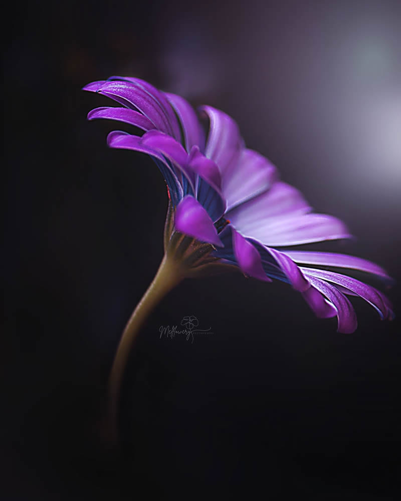 Enchanting Macro Photos Of Flowers By Mel