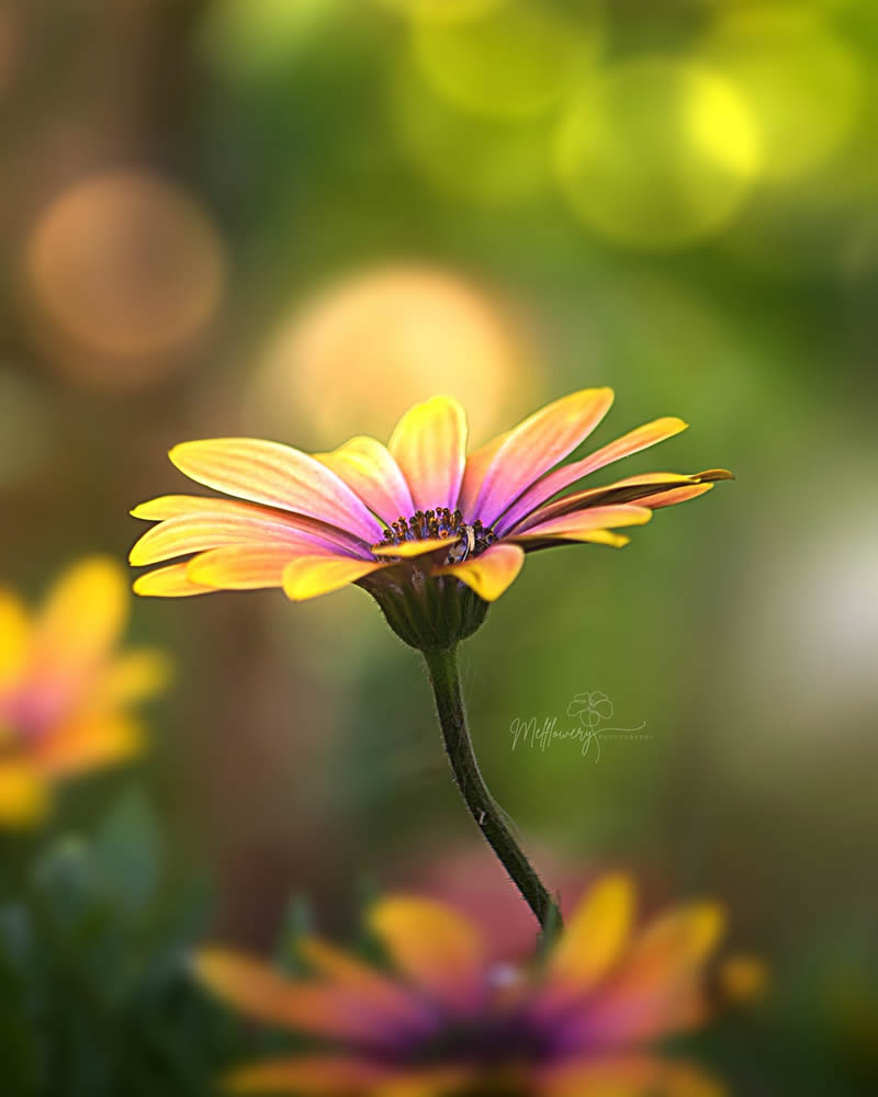 Enchanting Macro Photos Of Flowers By Mel