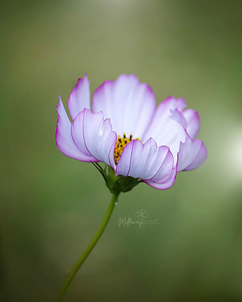 Enchanting Macro Photos Of Flowers By Mel