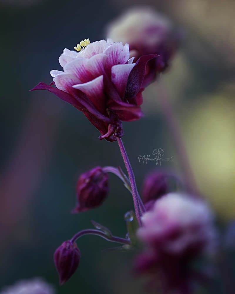 Enchanting Macro Photos Of Flowers By Mel