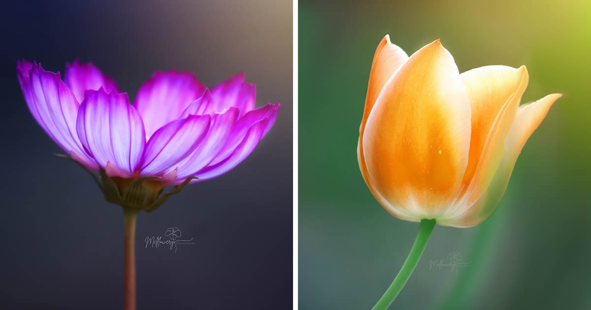 Enchanting Macro Photos Of Flowers By Mel