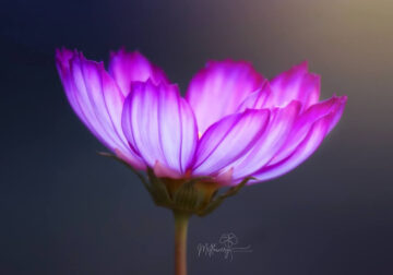 Enchanting Macro Photos Of Flowers By Mel