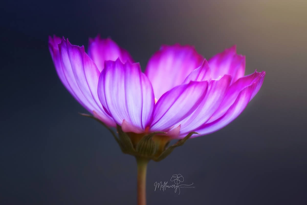 Enchanting Macro Photos Of Flowers By Mel