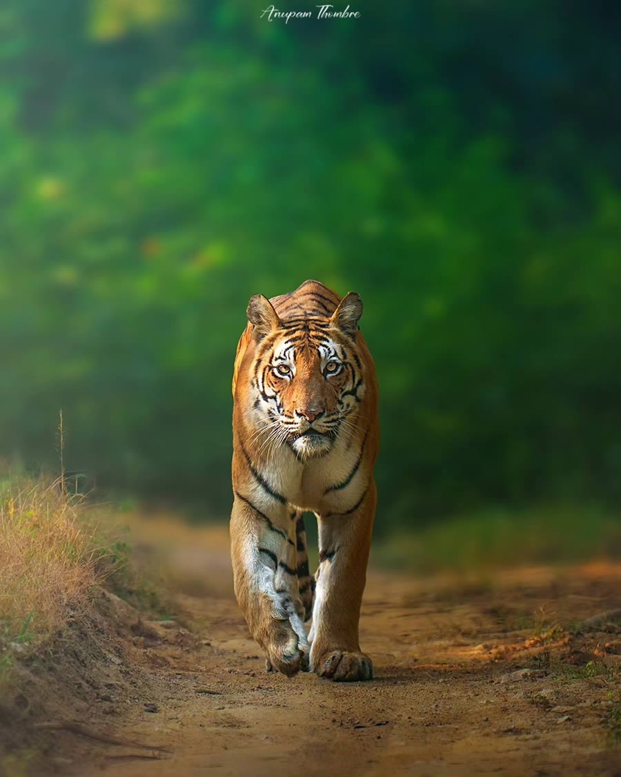 Indian Wildlife Photography By Anupam Thombre