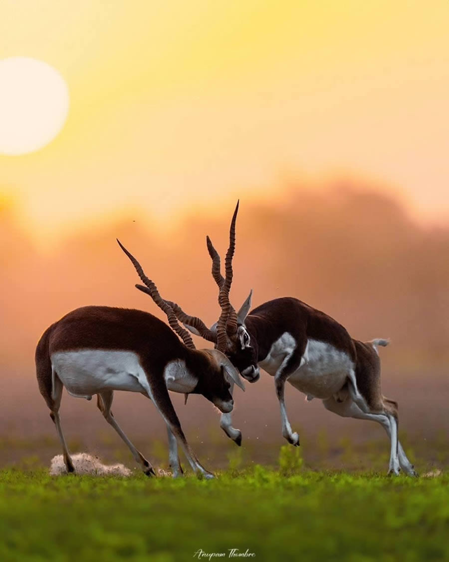 Indian Wildlife Photography By Anupam Thombre