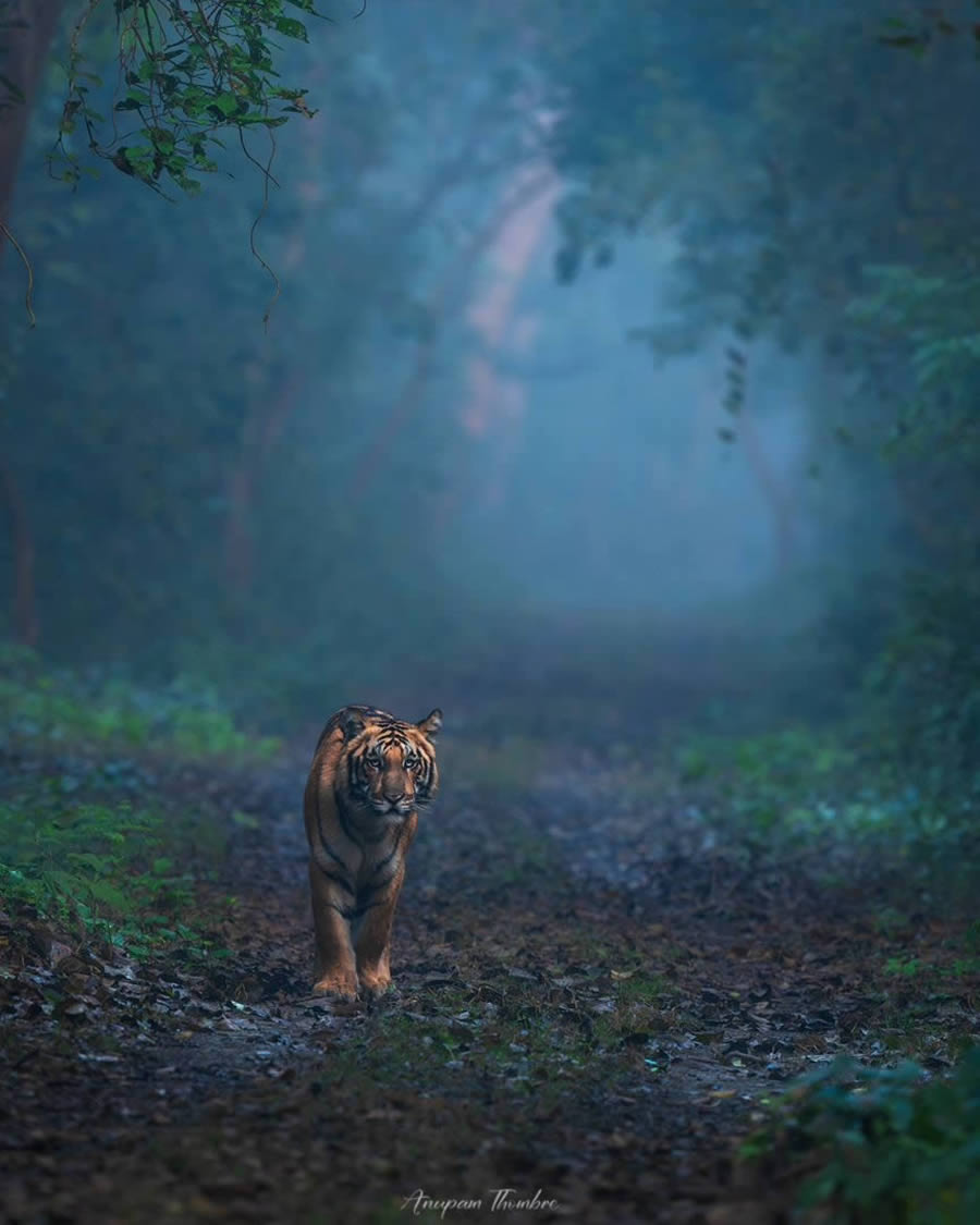 Indian Wildlife Photography By Anupam Thombre