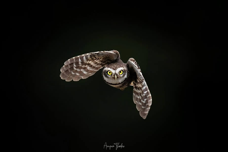 Indian Wildlife Photography By Anupam Thombre