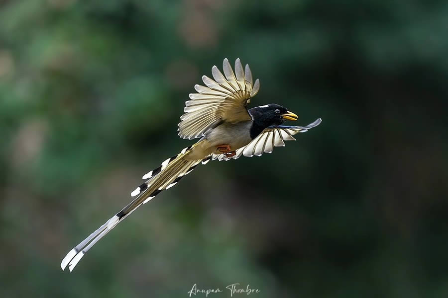 Indian Wildlife Photography By Anupam Thombre