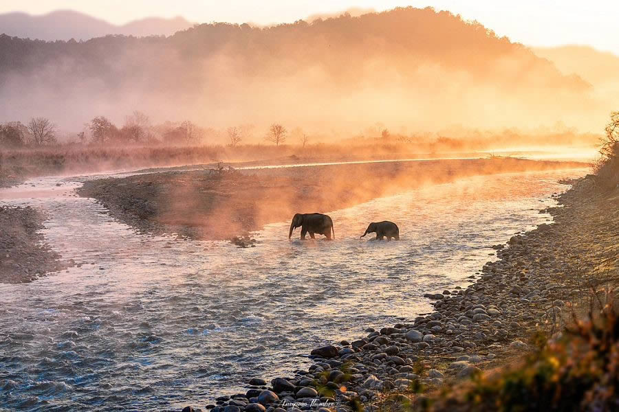 Indian Wildlife Photography By Anupam Thombre