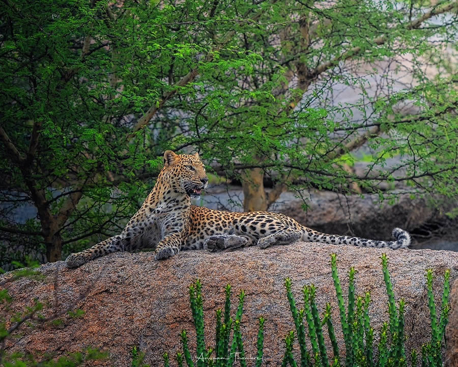 Indian Wildlife Photography By Anupam Thombre