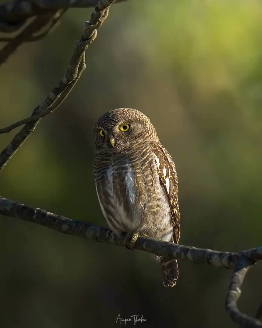 Indian Wildlife Photography By Anupam Thombre