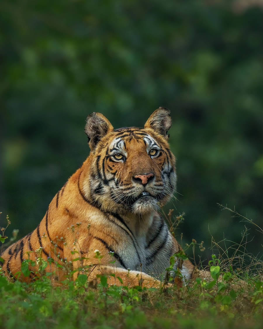 Indian Wildlife Photography By Anupam Thombre