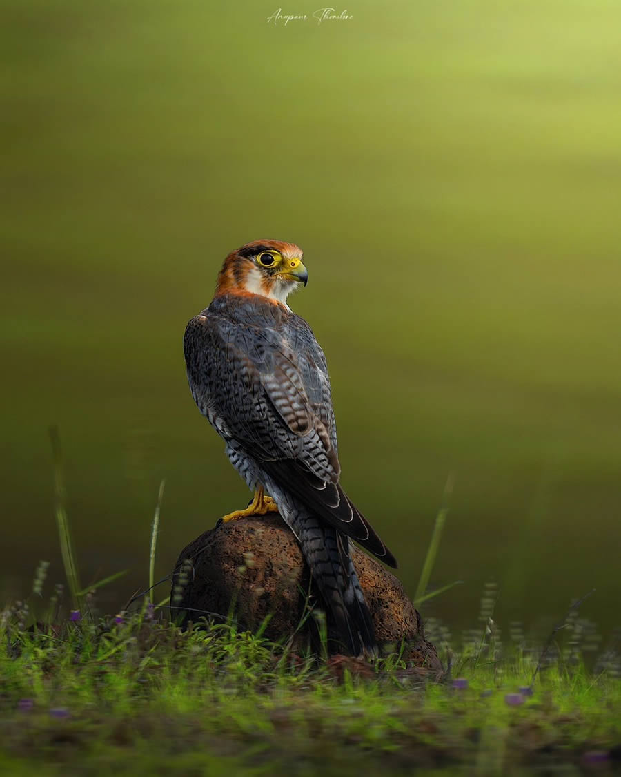 Indian Wildlife Photography By Anupam Thombre