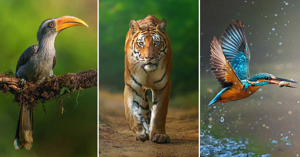 Wildlife Photographer Anupam Thombre Captures Stunning Animal Photos In Indian Forests