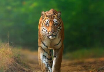 Indian Wildlife Photography By Anupam Thombre