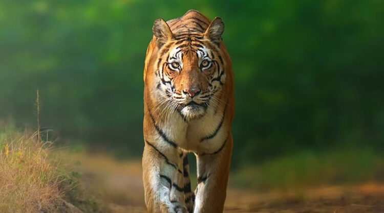 Indian Wildlife Photography By Anupam Thombre