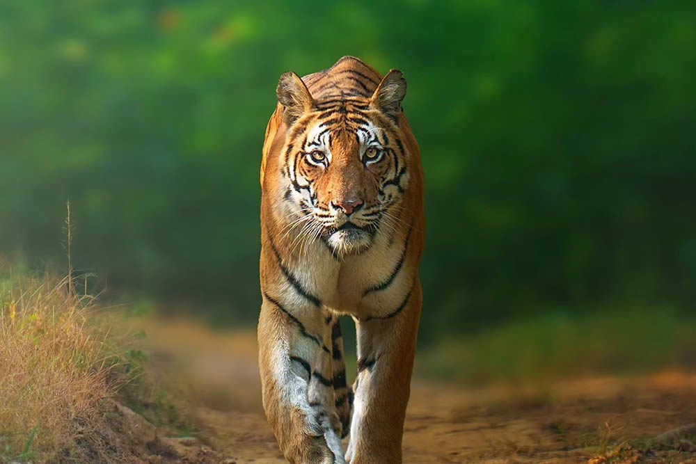 Indian Wildlife Photography By Anupam Thombre