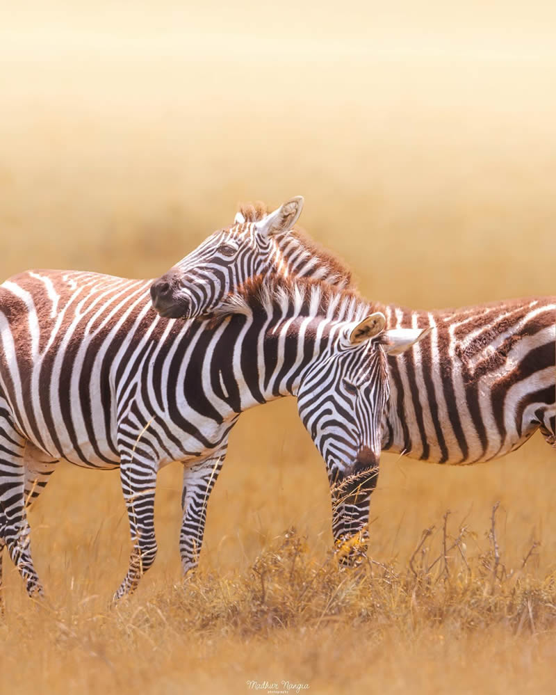 Indian Wildlife Photography By Madhur Nangia