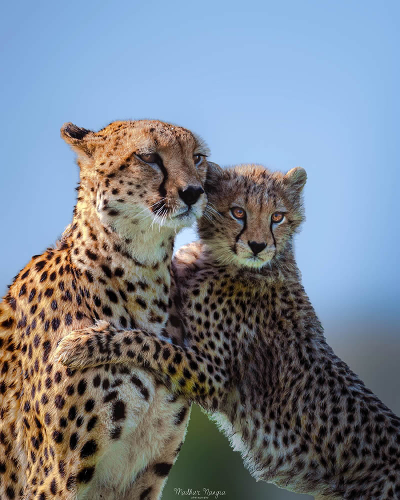 Indian Wildlife Photography By Madhur Nangia