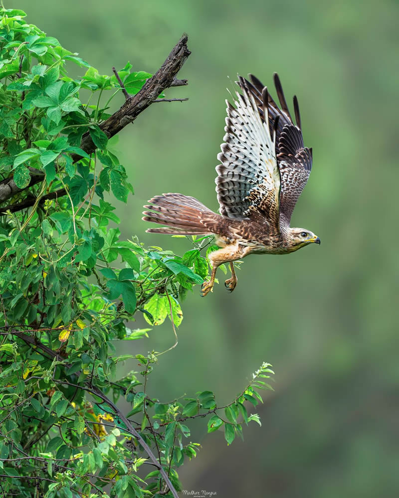 Indian Wildlife Photography By Madhur Nangia