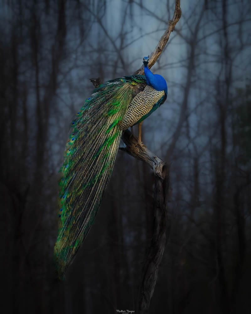 Indian Wildlife Photography By Madhur Nangia