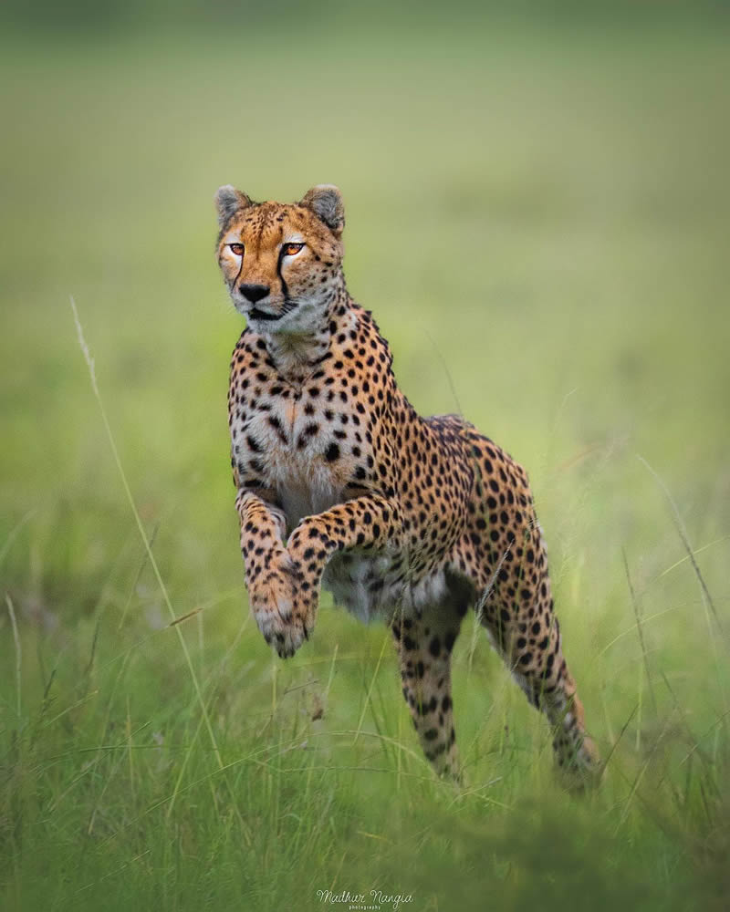 Indian Wildlife Photography By Madhur Nangia