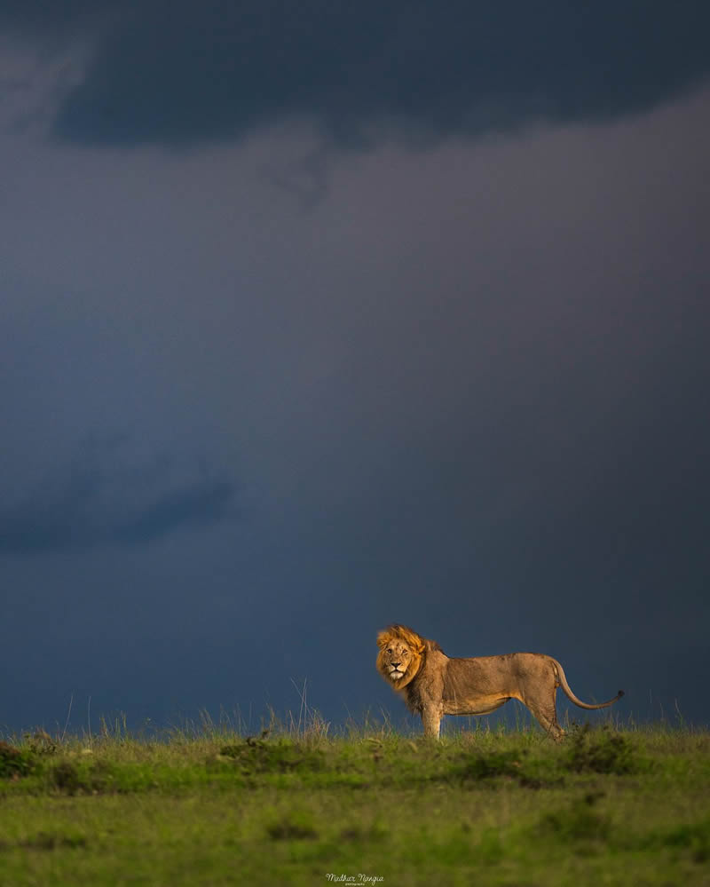 Indian Wildlife Photography By Madhur Nangia