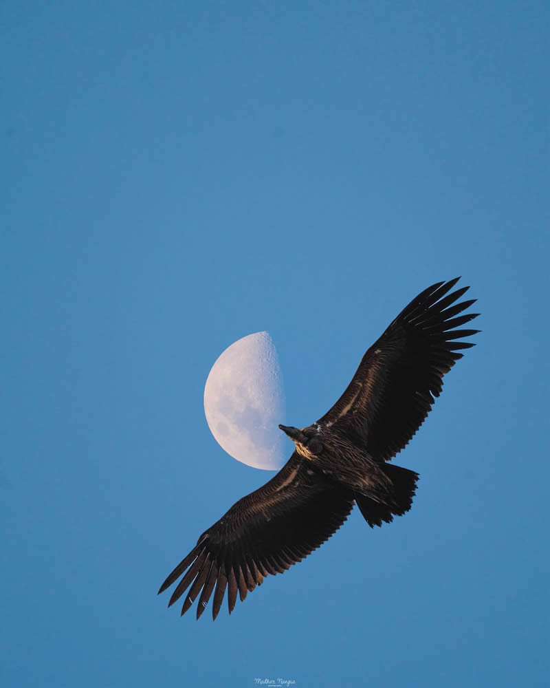 Indian Wildlife Photography By Madhur Nangia