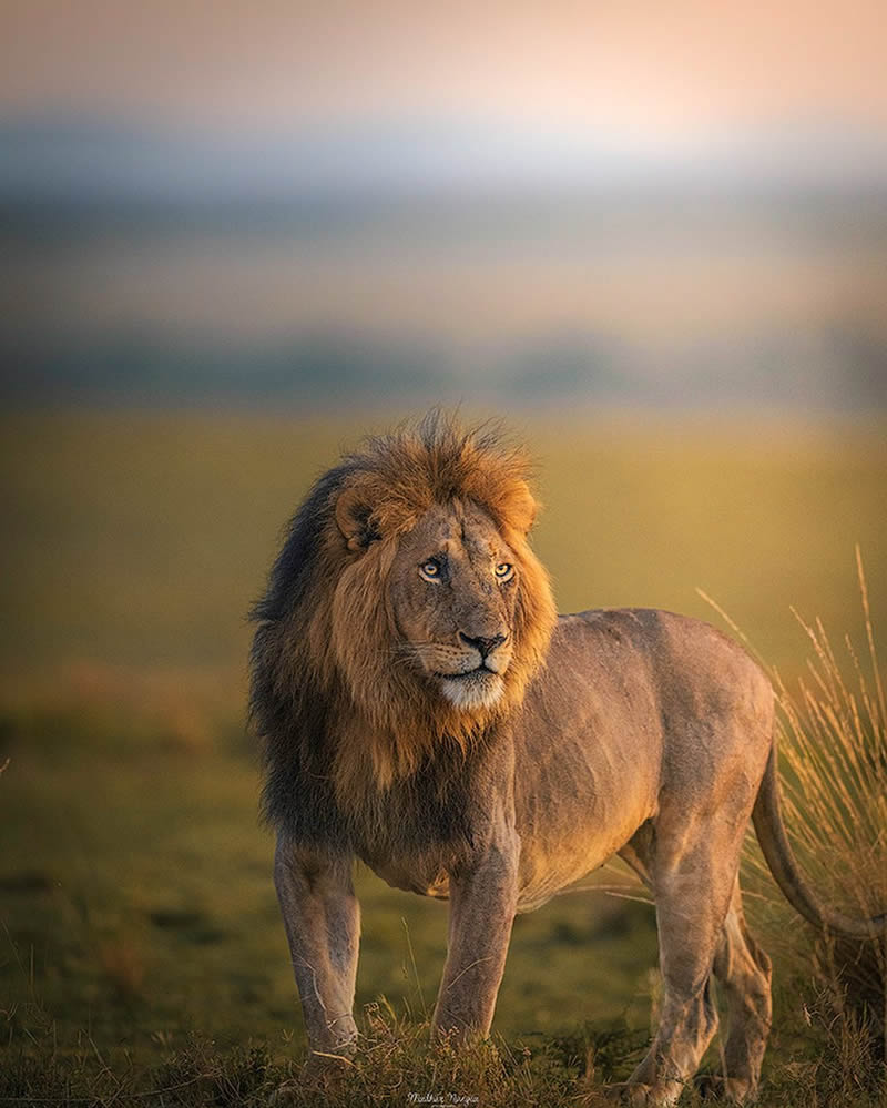 Indian Wildlife Photography By Madhur Nangia