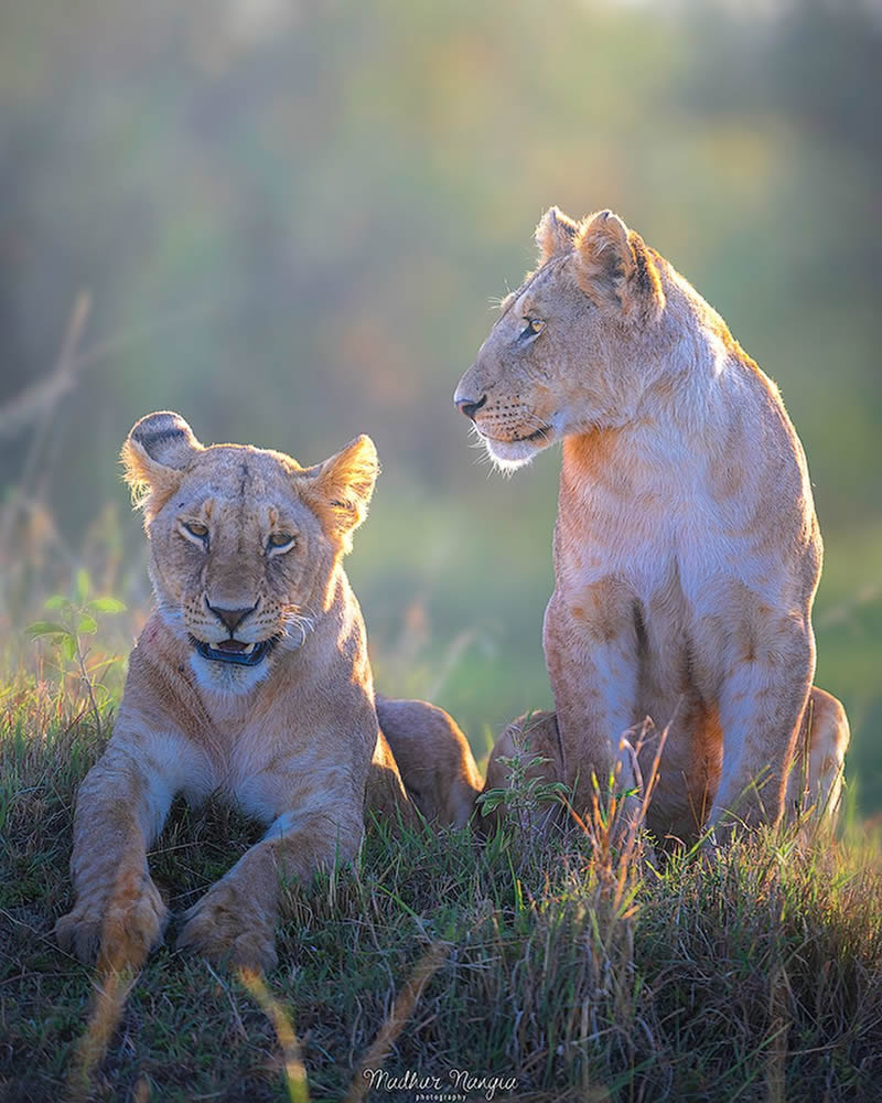 Indian Wildlife Photography By Madhur Nangia