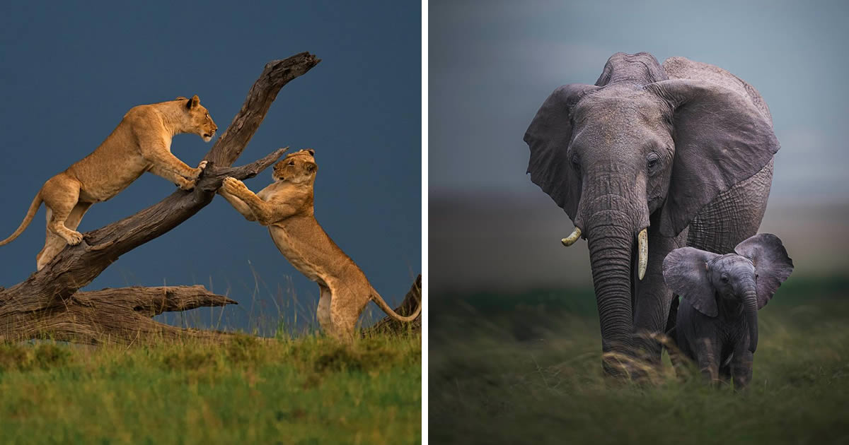 Indian Photographer Madhur Nangia Captures Amazing Wildlife Photos That Will Leave You In Awe